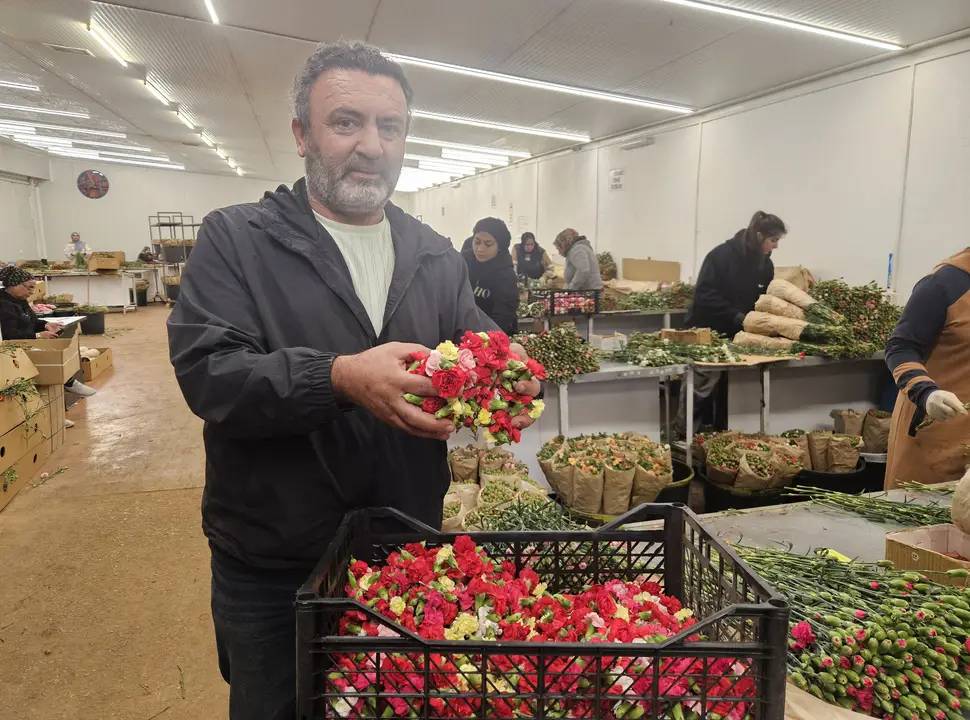 Antalya'nın Karanfili Sirtakide Tabak Kırmanın Yerini Aldı 5